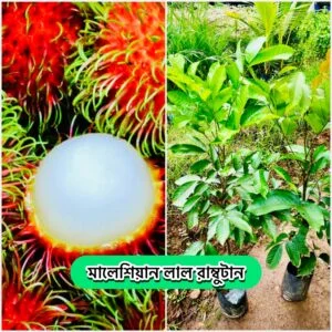 বারোমাসি ১০ টি উন্নত জাতের দেশি-বিদেশী গাছ